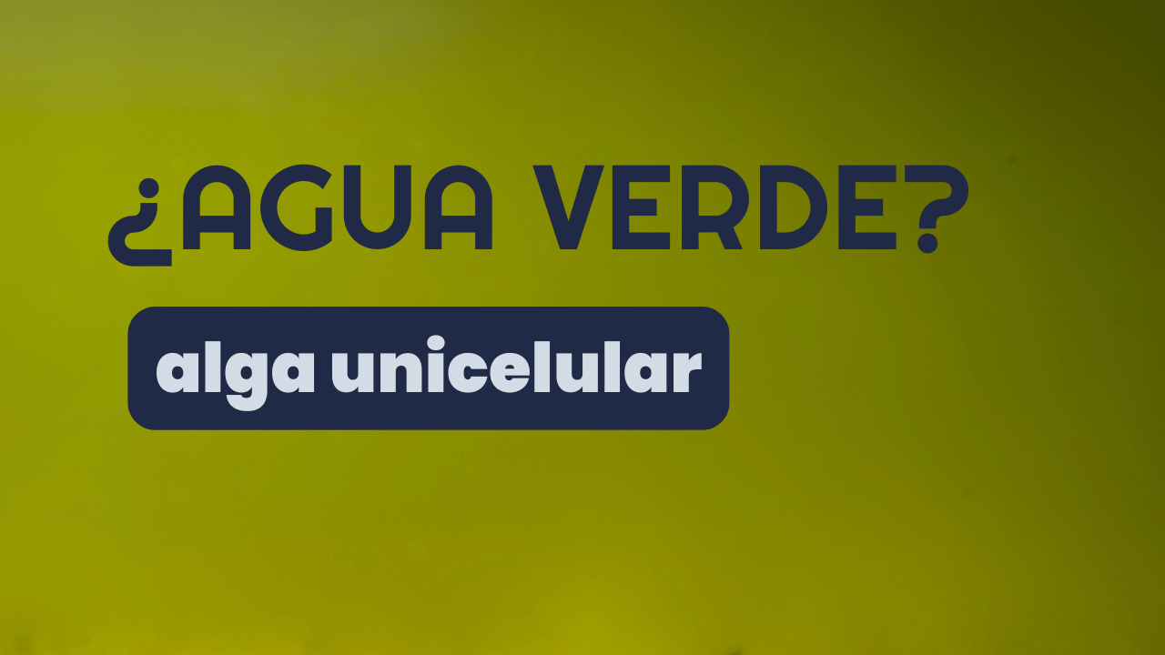 Guía Rápida sobre Alga Unicelular en Acuarios